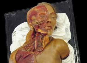 Modelo de cabeza, cuello y parte superior del tórax de una mujer adulta analizada en el estudio. /J. F. Pastor