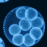 celula-madre-image-stem-cell