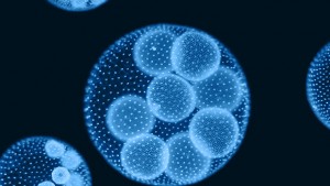 celula-madre-image-stem-cell