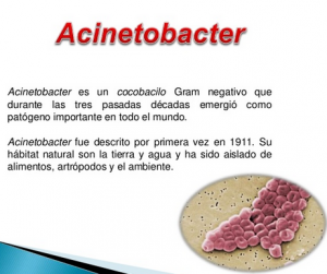 Acinetobacter baumannii 
