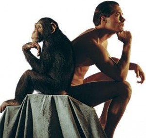 chimpances y humanos