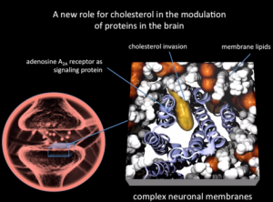 colesterol membrana