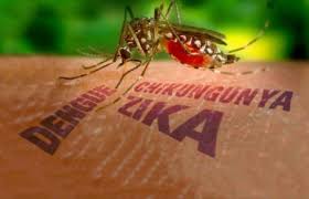dengue, zika, chikungunya