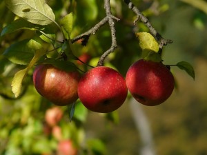 manzanas y sus beneficios