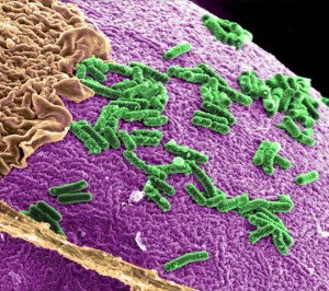 Bacterias con capacidad de aprendizaje para tratar enfermedades
