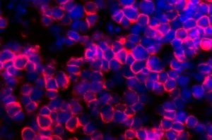 Las células T (en rojo) fueron producidas usando organoides del timo, desarrollados por científicos de la UCLA.