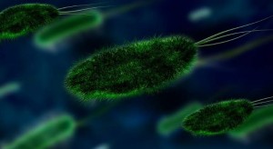 bacterias se alimentan por turnos