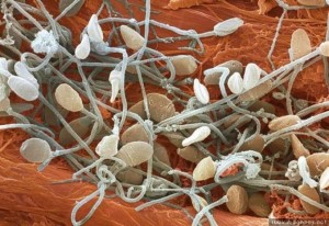 preservación de las células madre de los espermatozoides