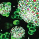 Nanomedicina para destruir las células de leucemia resistentes a terapias