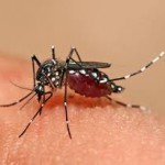 Más de 18 mil casos de dengue y casi 11 mil de chikungunya en India