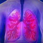 función pulmonar