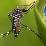  Científicos identifican nuevo objetivo para tratamiento de malaria