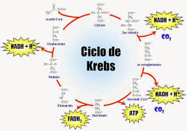 ciclo Krebs