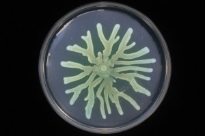 Asi-mejoran-su-supervivencia-las-bacterias-resistentes-a-antibioticos_image_380