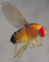 Drosophila melanogaster (mosca de la fruta)