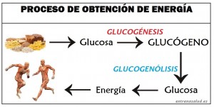 ENTRENA-SALUD-GLUCOGENO-GLUCOGENOLISIS