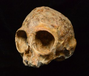 El cráneo de Alesi, perteneciente a la nueva especie extinta de mono Nyanzapithecus alesi. / Fred Spoor