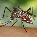Mosquito tigre (Aedes albopictus). 