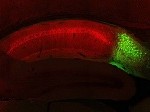 Las neuronas CA1 del hipocampo (en rojo) y las neuronas del subículo dorsal (en verde) pueden ser identificadas genéticamente usando dos marcadores ...
