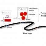 Figura mostrando una secuencia de órdenes de ARN. (Imagen: Alfonso Jaramillo / University of Warwick)