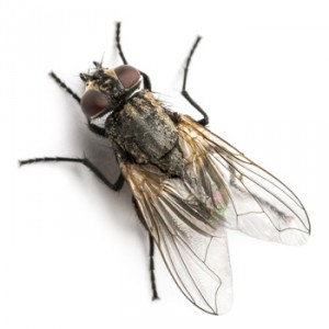 mosca-domestica1
