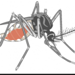 Mosquito transgénico para combatir propagación de infecciones