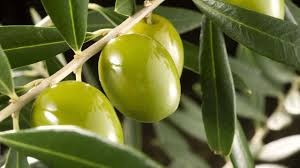 hojas olivo