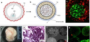  In vivo transplantation of 3D encapsulated ovarian constructs in rats corrects abnormalities of ovarian failure