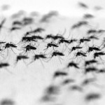 Aedes-Aegypti4aslkas
