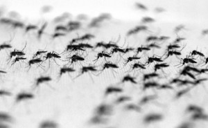 Aedes-Aegypti4aslkas