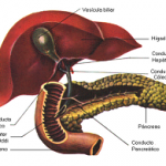 fibrosis hepática