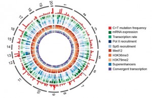 Atlas-completo-de-mutaciones-vinculadas-con-el-desarrollo-de-linfomas_image_380