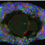 Los científicos desarrollan óvulos humanos hasta su madurez en el laboratorio
