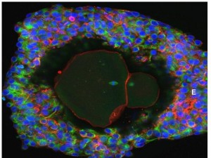 Los científicos desarrollan óvulos humanos hasta su madurez en el laboratorio