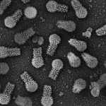 barrido (SEM) de partículas de Tupanvirus. Cepas de virus gigantes con una sofisticada composición genética