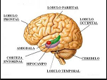 Confirman que el cerebelo participa en tareas cognitivas y afectivas