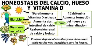 homeostasis-calcio-hueso-vitaminad