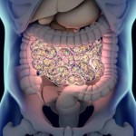 microbioma_intestinal