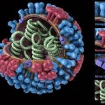 modelo atómico del virus del herpes simple