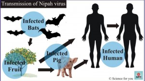 Nipah-virus-confirmed-in-kerala