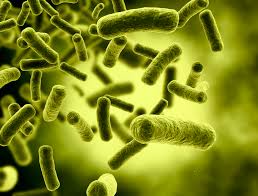 bacteria Escherichia coli,