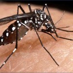 Desarrollan herramienta computacional contra el dengue y el zika