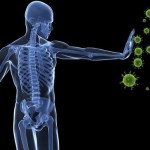 ¿Cómo evitar el descontrol del sistema inmunitario? Los neutrófilos tienen la clave