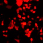 Imagen de experimentos in vitro con las células en rojo
