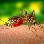 Descubren un freno interno que regula la multiplicación del virus del dengue en mosquitos