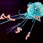 4-respuestas-sobre-los-macrofagos