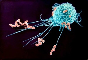 4-respuestas-sobre-los-macrofagos