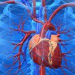 Consejos-para-prevenir-las-enfermedades-cardiovasculares-e1435594614234