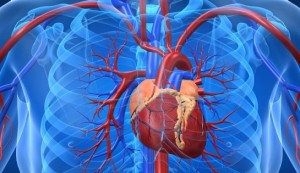 Consejos-para-prevenir-las-enfermedades-cardiovasculares-e1435594614234