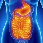 Sistema-digestivo-flora-intestinal